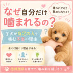 なぜ自分だけ噛まれるの？子犬が特定の人を噛む本当の理由