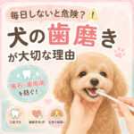 犬の歯磨きを毎日しないと危険？歯石・歯周病を防ぐ本当の理由
