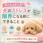雨の日は要注意！散歩不足で犬のストレスが限界になる前にできること