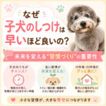なぜ子犬のしつけは早いほど良いの？未来を変える“習慣づくり”の重要性