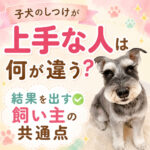 【子犬のしつけ成功の秘訣】うまくいく飼い主さんに共通するたった1つの習慣