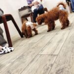 子犬のしつけ優先順位｜まず教えたい7つ