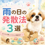 雨の日どうする？子犬のストレス発散法3選