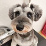 わんちゃんがトリミングを嫌がる理由｜練習で楽しくできるコツ