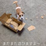 雨の日におすすめ！犬が喜ぶおうち遊び3つ