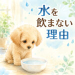 わんちゃんが水を飲まない原因は？夏の水分補給2つのコツ