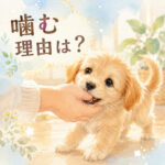 子犬が噛む本当の理由と正しい噛み癖対策