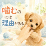 子犬の噛み癖を直す方法｜叱る前に考えたいこと1つ