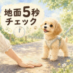 夏のわんちゃんの散歩はアスファルトに注意！5秒チェック法
