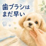 子犬の歯磨きの始め方｜最初にやる『口を触る練習』