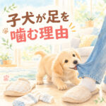 子犬が靴下やスリッパを噛む理由と対処法