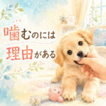 子犬の噛み癖はなぜ？原因と改善のコツ