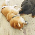 散歩中に吠える時の2つのポイント
